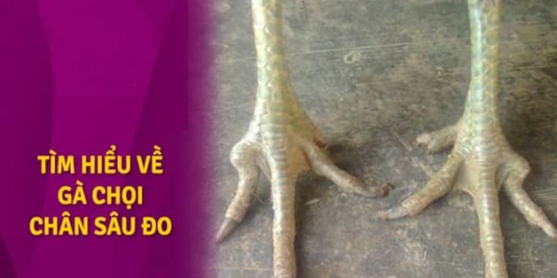 Thế nào là gà chọi chân sâu đo?