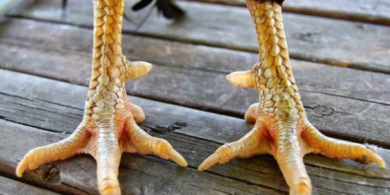 Gà chọi chân sâu đo là chiến kê mạnh 