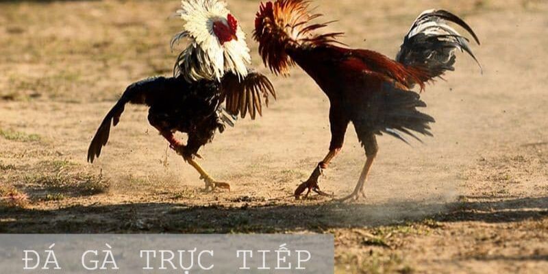 Bạn nên học kỹ thuật lựa chọn chiến kê mạnh để chiến thắng khi cá cược